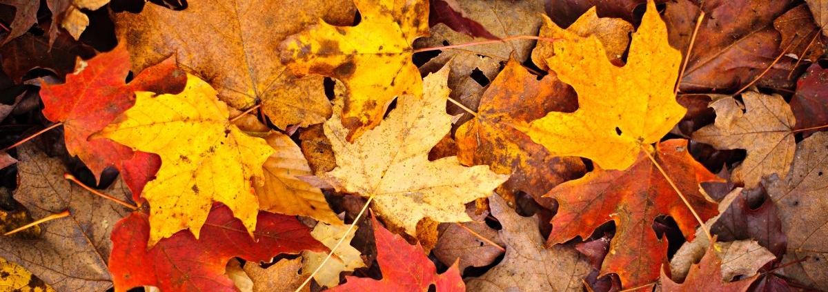 pile of colorful fall leaves - Rain Master Gutter Cleaning