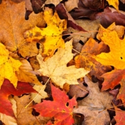 RainMaster-gutter-cleaning-082320243 pile of colorful fall leaves - Rain Master Gutter Cleaning