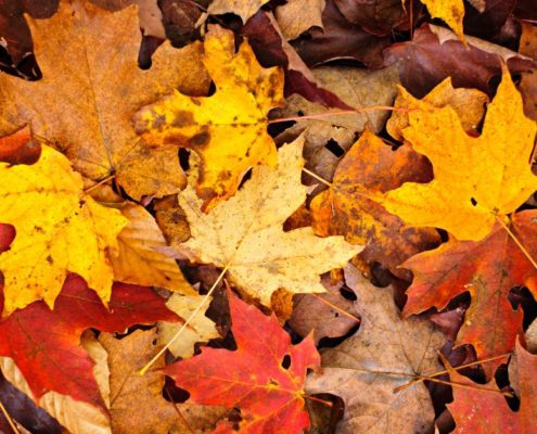 pile of colorful fall leaves - Rain Master Gutter Cleaning