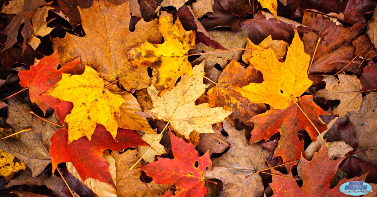pile of colorful fall leaves - Rain Master Gutter Cleaning