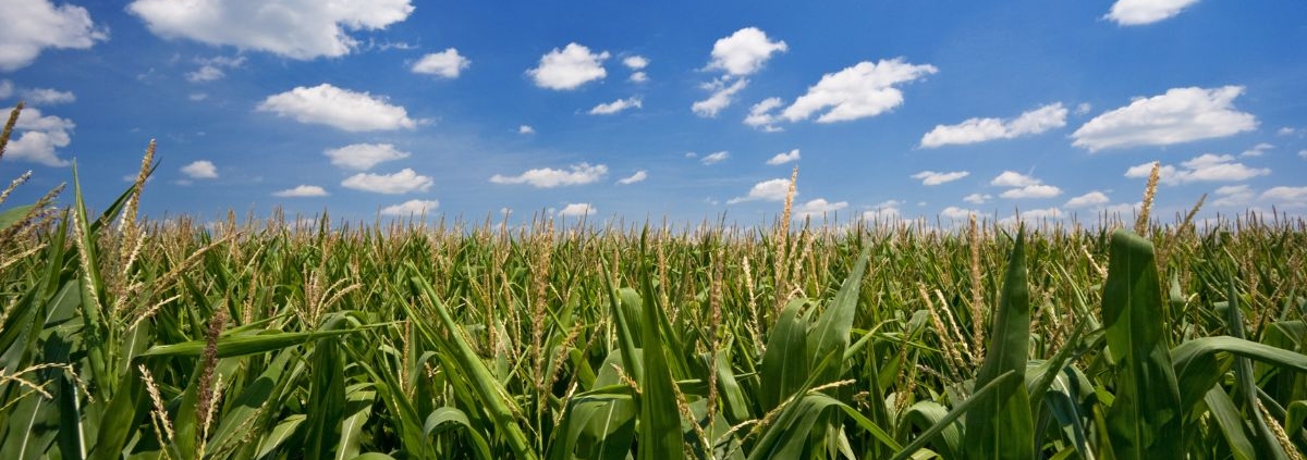 green cornfield with blue sky background - Rain Master seamless gutter installation near Corcoran