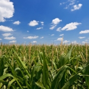 green cornfield with blue sky background - Rain Master seamless gutter installation near Corcoran