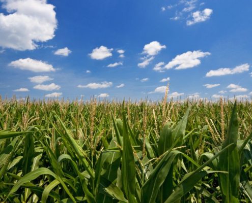 green cornfield with blue sky background - Rain Master seamless gutter installation near Corcoran