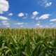 green cornfield with blue sky background - Rain Master seamless gutter installation near Corcoran