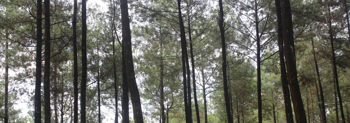 pine trees in a forest - Rain Master gutter guards