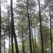 pine trees in a forest - Rain Master gutter guards