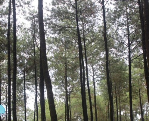 pine trees in a forest - Rain Master gutter guards
